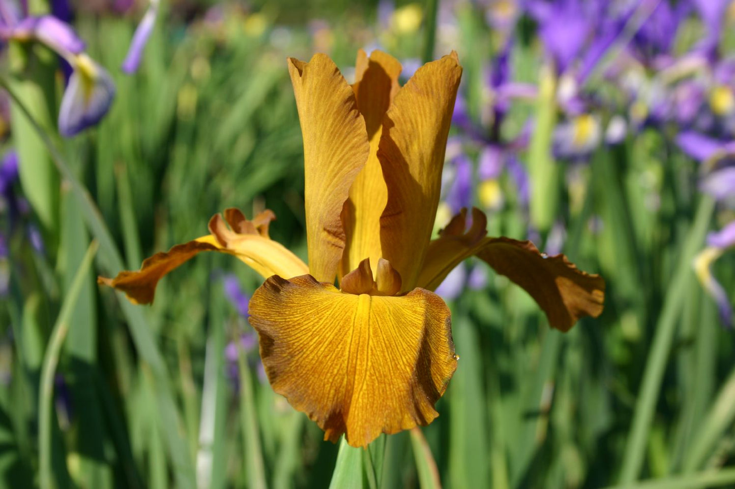 Iris spuria 'Sahara Sands' Steppen-Schwertlilie