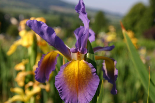 Iris spuria 'Thrush Song' Steppen-Schwertlilie