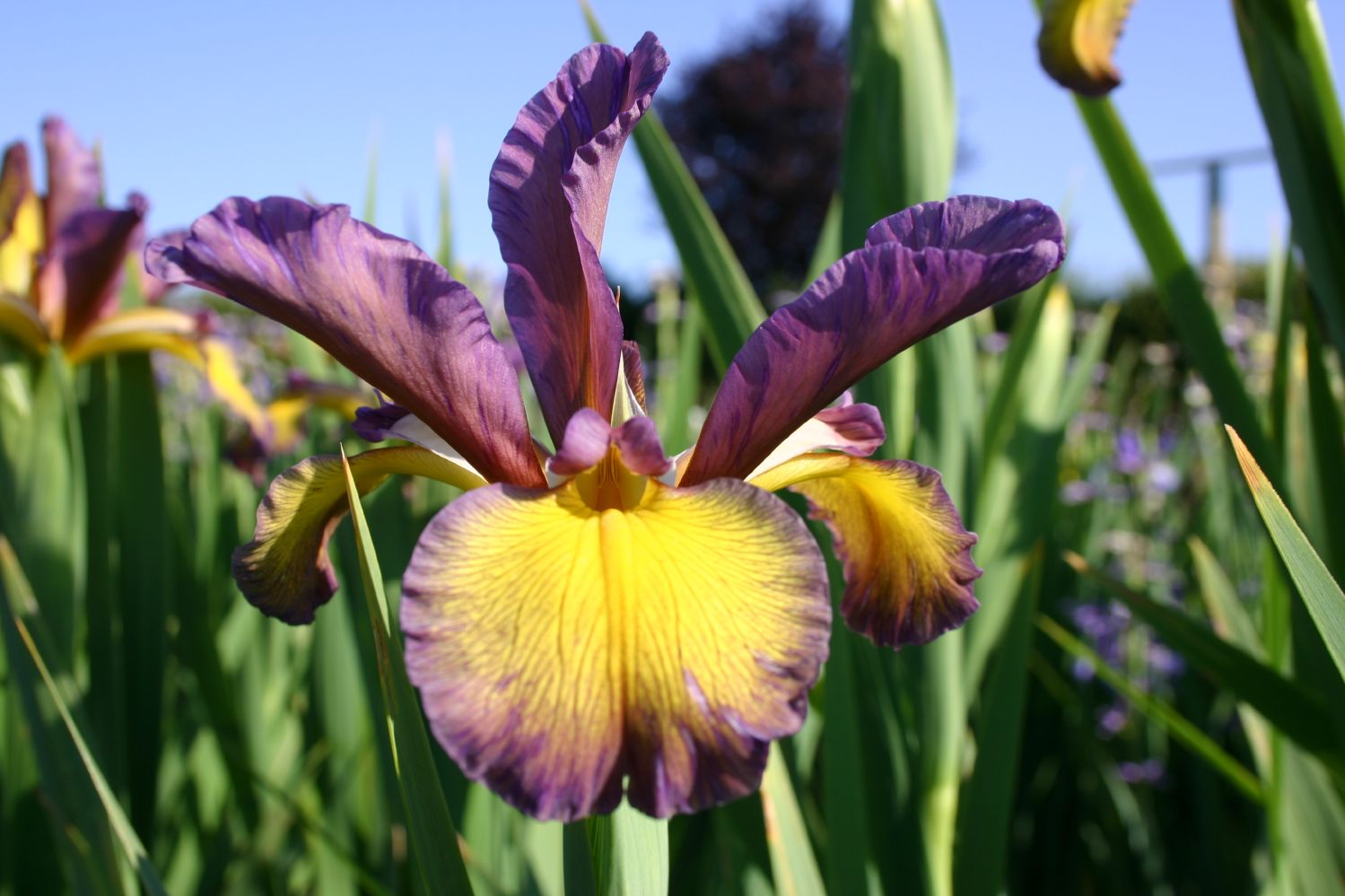 Iris spuria 'Transition' Steppen-Schwertlilie