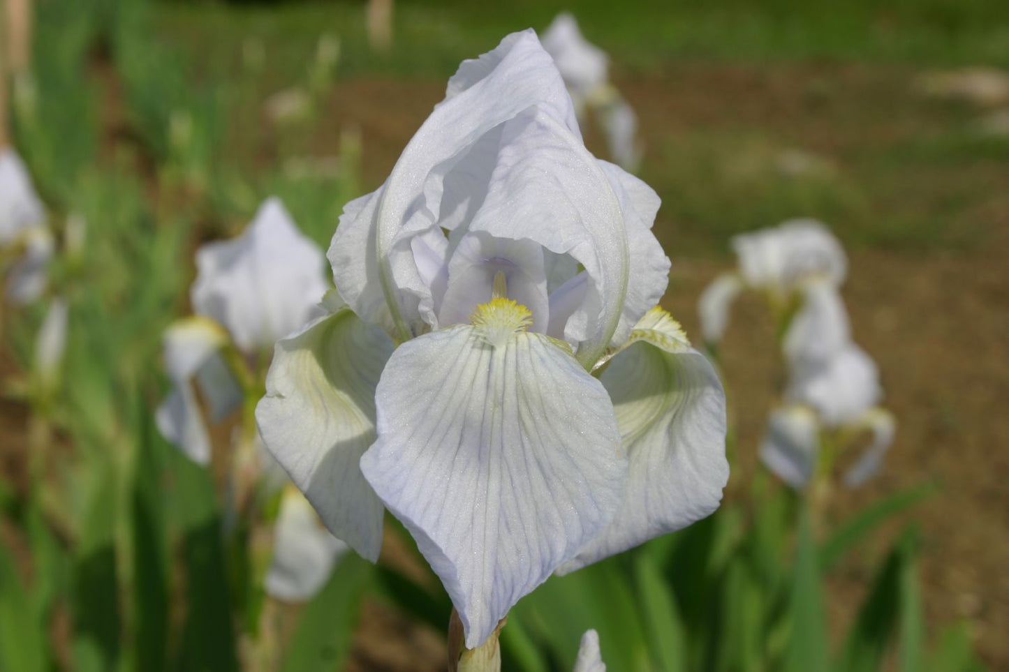 Iris florentina Veilcheniris