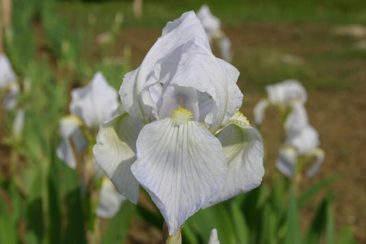 Iris florentina Veilcheniris