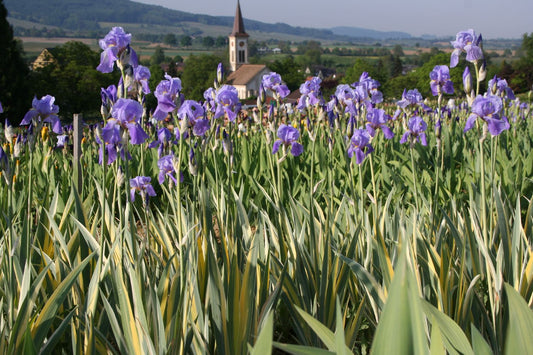 Iris pallida 'Aurea Variegata' Schwertlilie