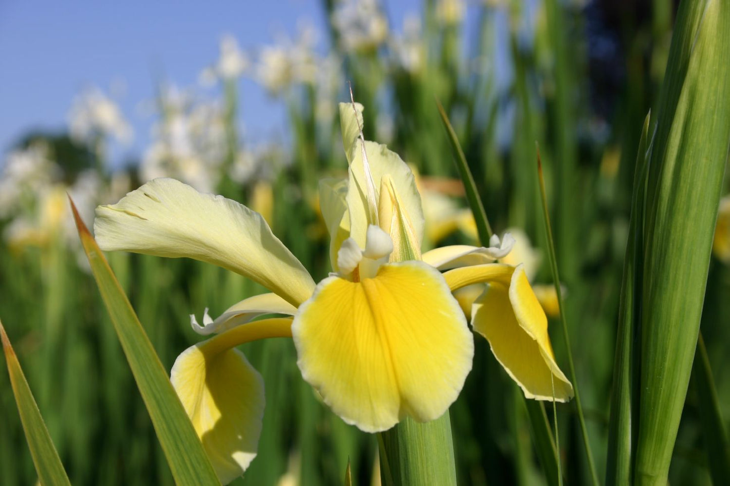 Iris x orientalis Steppen-Schwertlilie