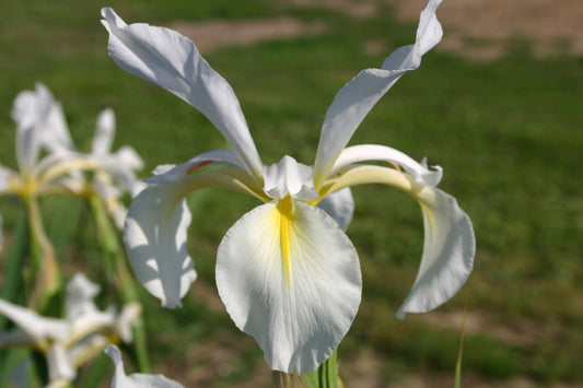 Iris x orientalis 'Frigia' Steppen-Schwertlilie