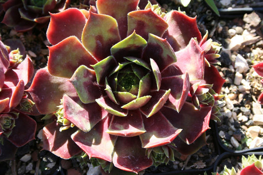 Sempervivum 'Rotmantel' Hauswurz