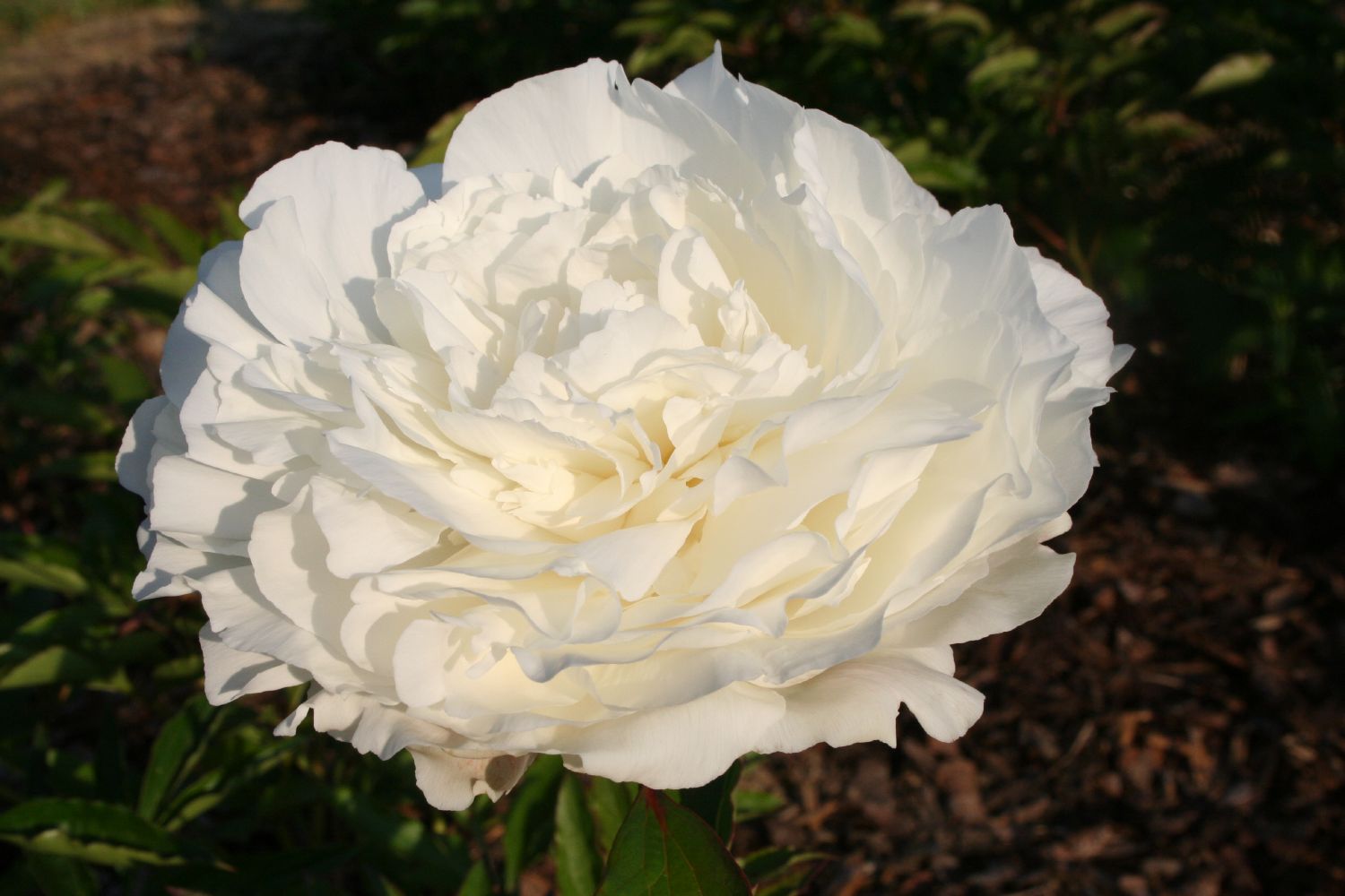 Paeonia lactiflora 'Ann Cousins' Staudenpfingstrose