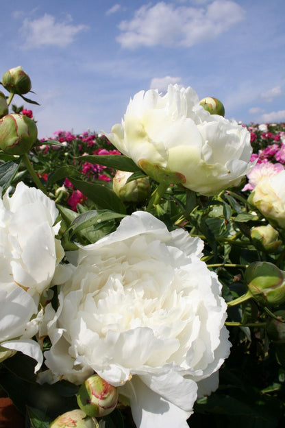 Paeonia lactiflora 'Ann Cousins' (Staudenpfingstrose)