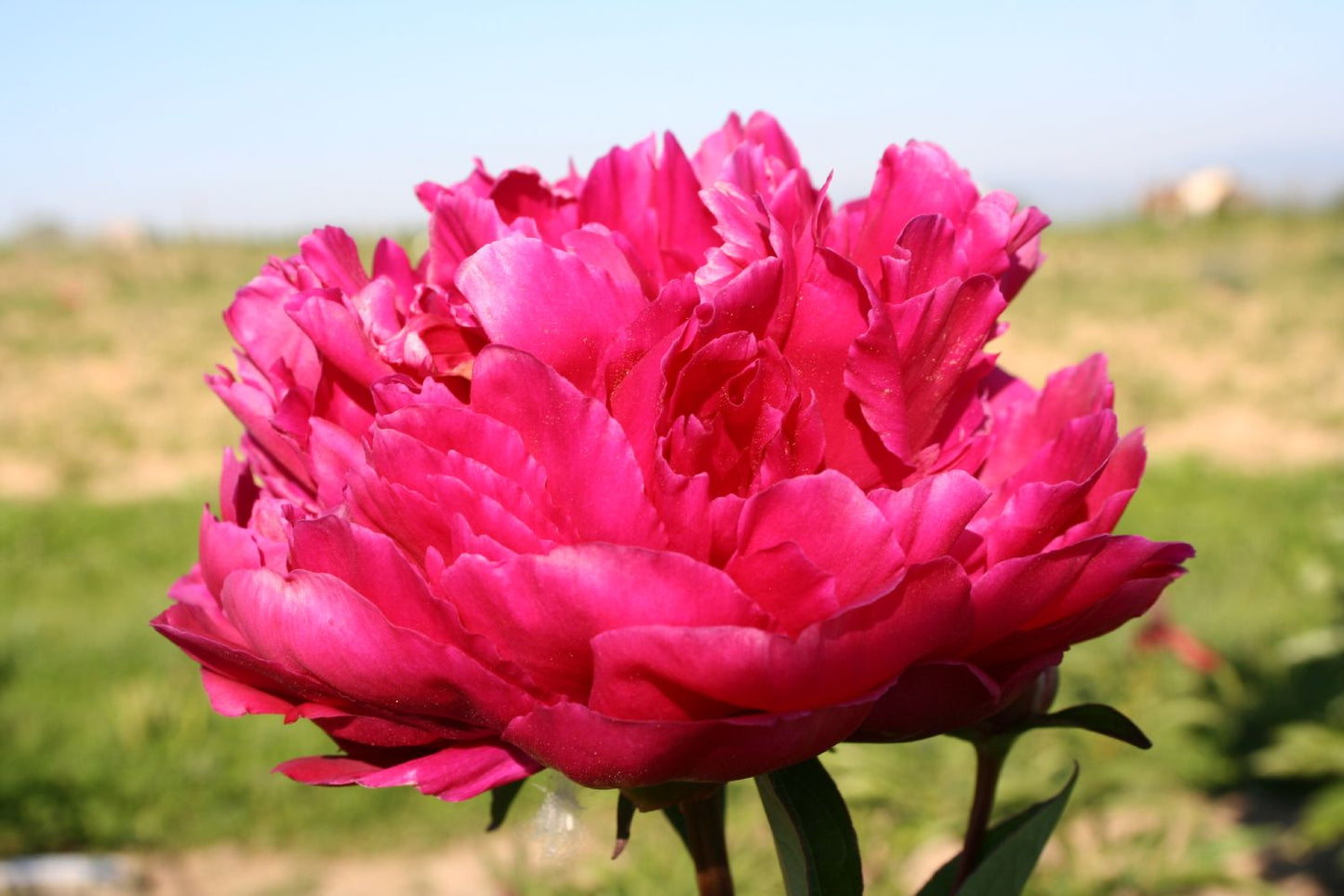 Paeonia lactiflora 'Big Ben' Staudenpfingstrose