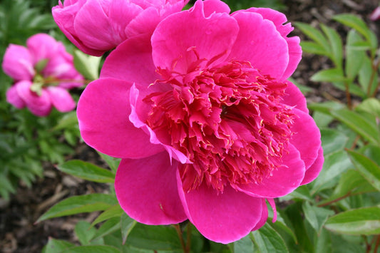 Paeonia lactiflora 'Break O'Day' Staudenpfingstrose