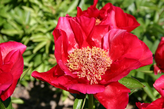 Paeonia lactiflora 'Burma Ruby' Staudenpfingstrose