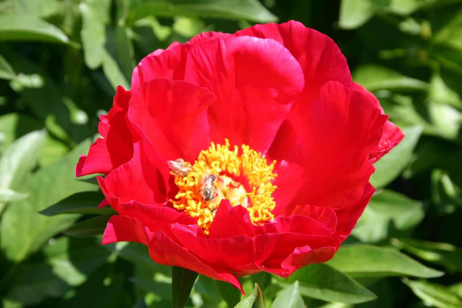Paeonia lactiflora 'Carina' Staudenpfingstrose