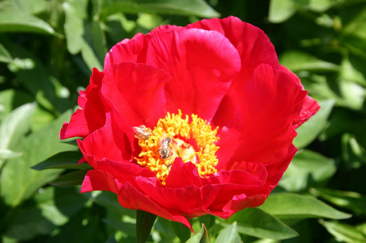 Paeonia lactiflora 'Carina' Staudenpfingstrose