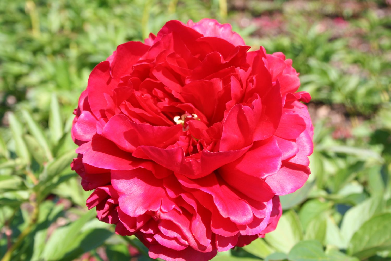 Paeonia lactiflora 'Carol' Staudenpfingstrose