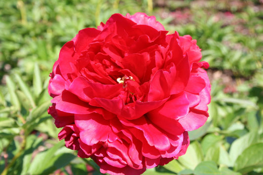 Paeonia lactiflora 'Carol' Staudenpfingstrose