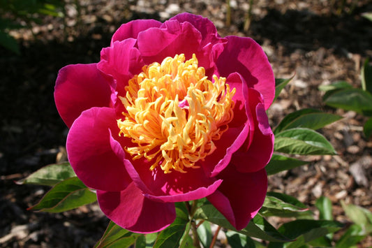 Paeonia lactiflora 'Circus Clown' Staudenpfingstrose