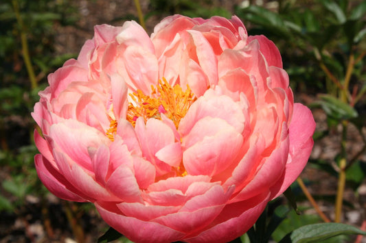 Paeonia lactiflora 'Coral Charm' Staudenpfingstrose