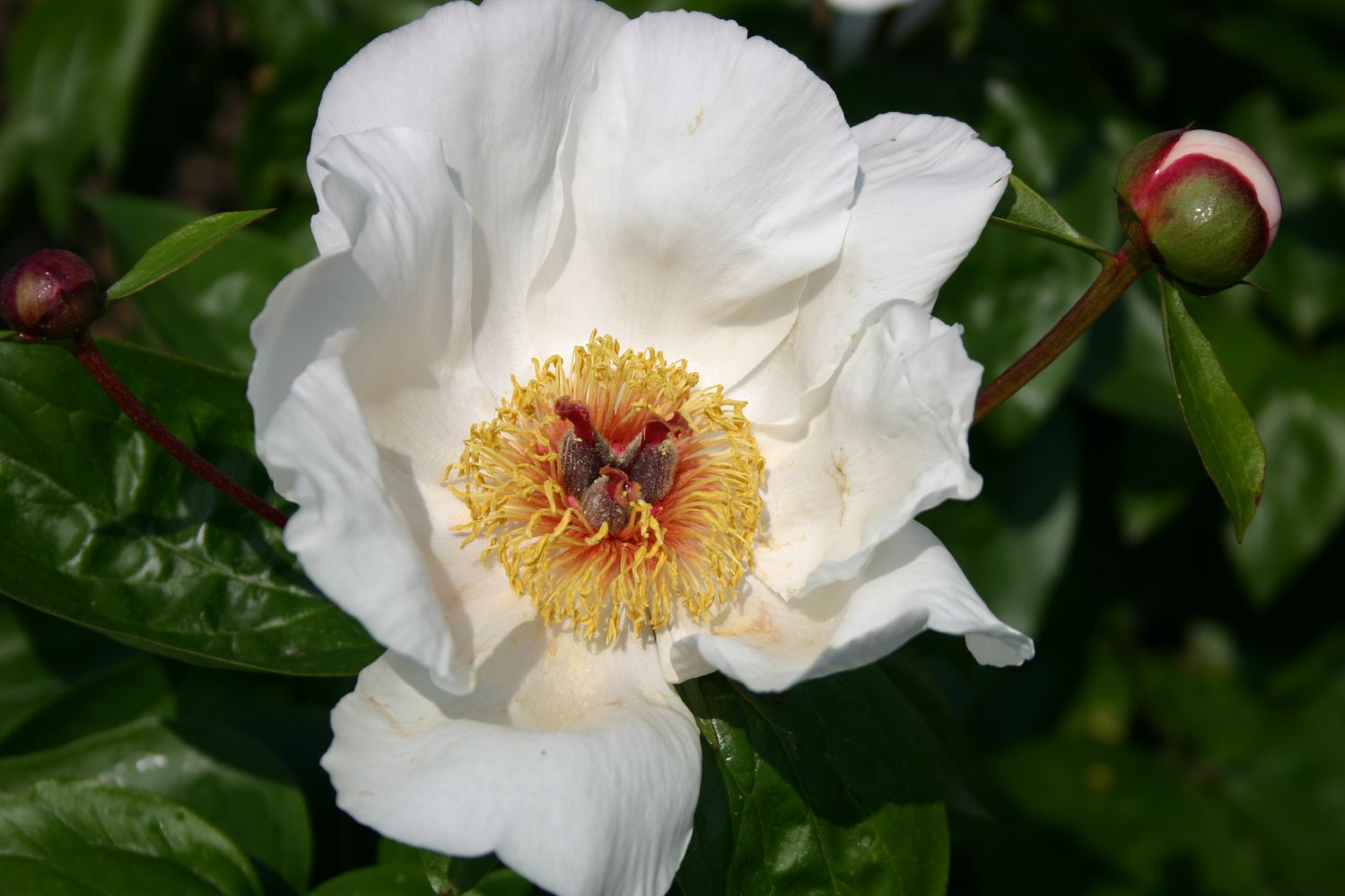 Paeonia lactiflora 'Garden Peace' Staudenpfingstrose
