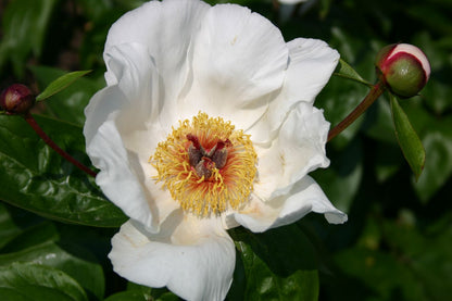 Paeonia lactiflora 'Garden Peace' Staudenpfingstrose