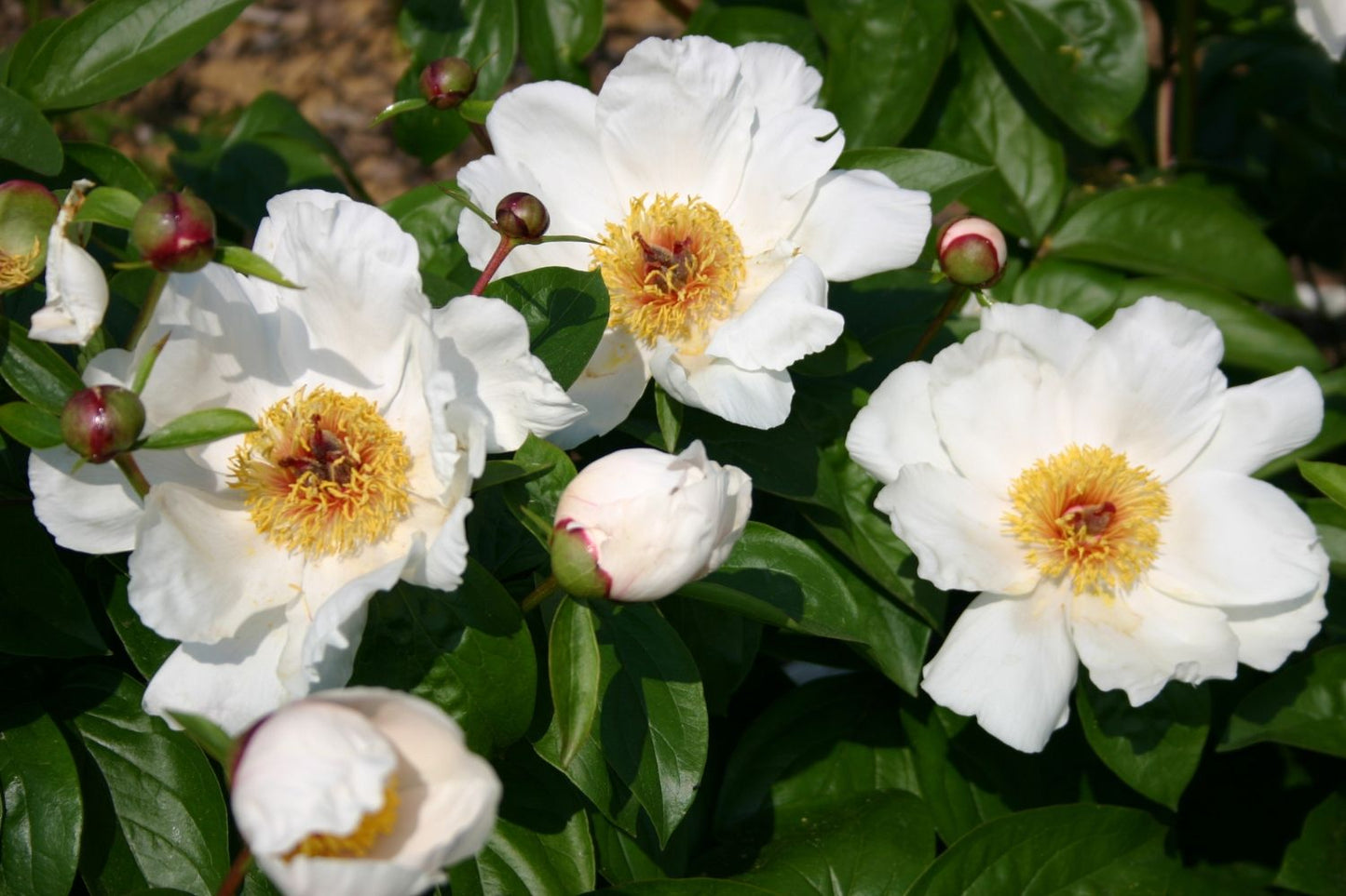 Paeonia lactiflora 'Garden Peace' (Staudenpfingstrose)