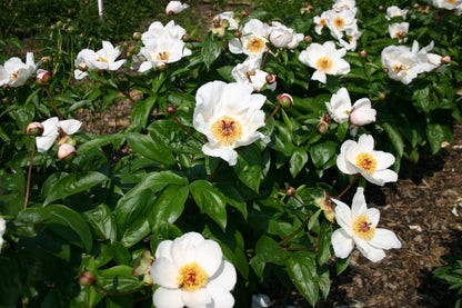 Paeonia lactiflora 'Garden Peace' (Staudenpfingstrose)