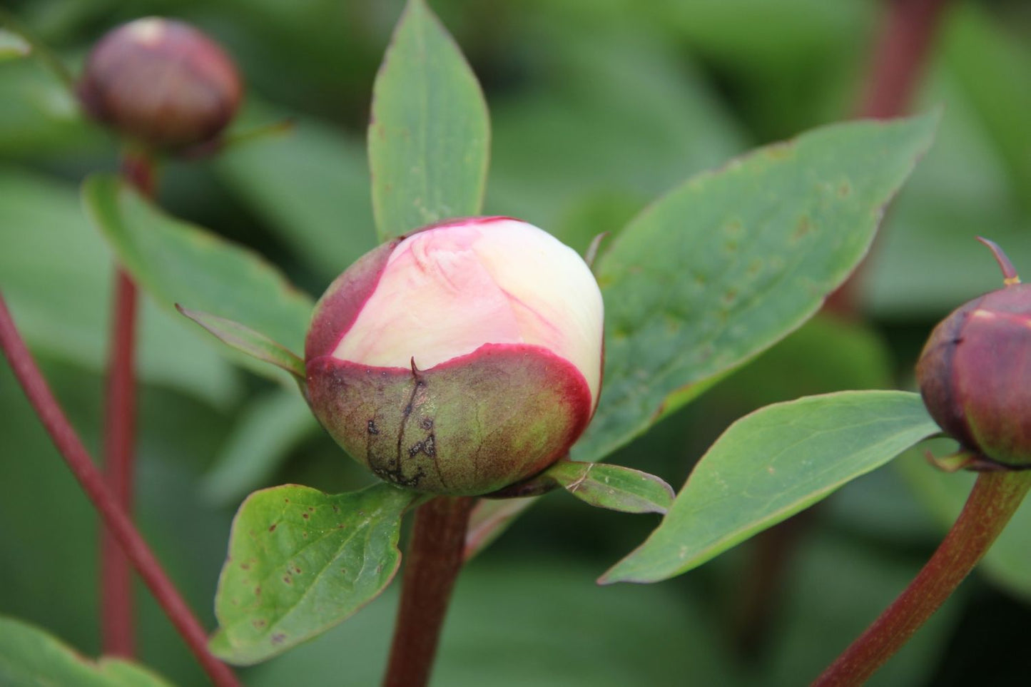 Paeonia lactiflora 'Garden Peace' (Staudenpfingstrose)