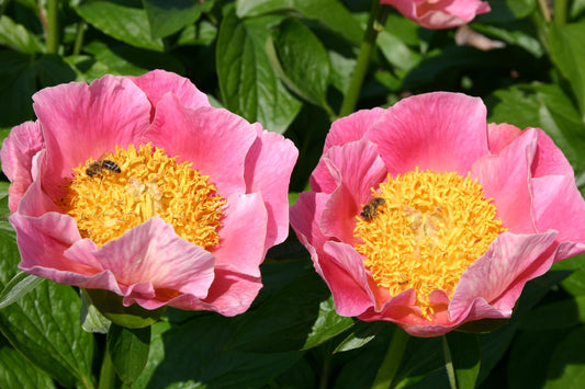 Paeonia lactiflora 'Gedenken' Staudenpfingstrose