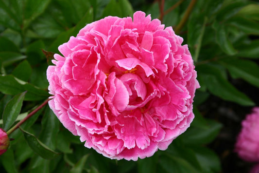 Paeonia lactiflora 'Gräfin von Zeppelin' Staudenpfingstrose