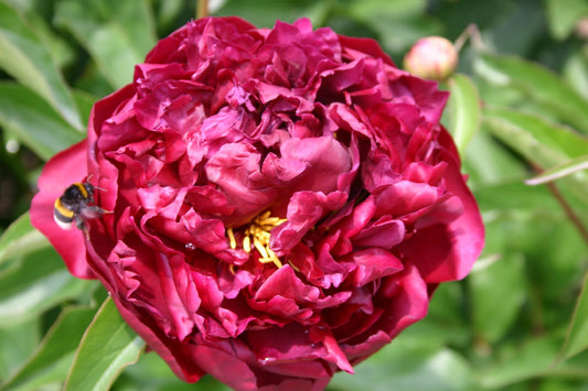 Paeonia lactiflora 'Highlight' Staudenpfingstrose