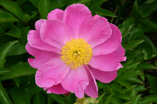 Paeonia lactiflora 'Lucky Day' Staudenpfingstrose