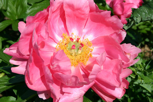 Paeonia lactiflora 'Ludovica' Staudenpfingstrose