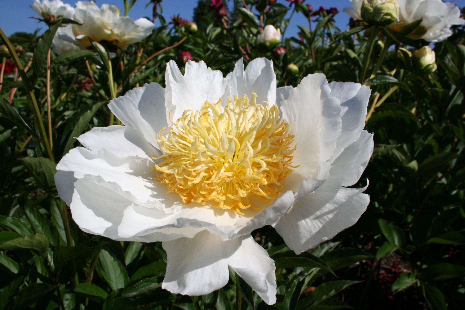 Paeonia lactiflora 'Moon of Nippon' Staudenpfingstrose