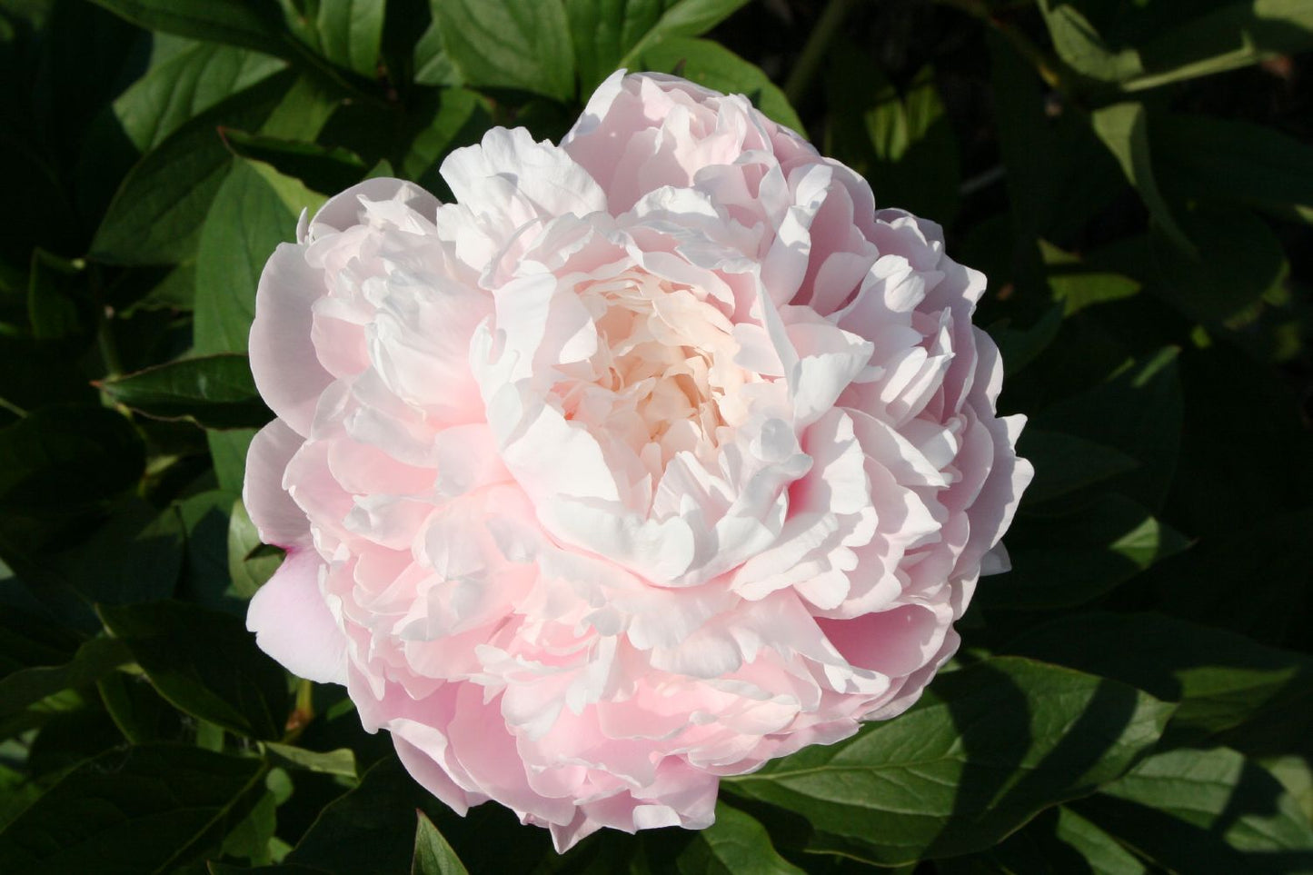 Paeonia lactiflora 'Moon River' Staudenpfingstrose