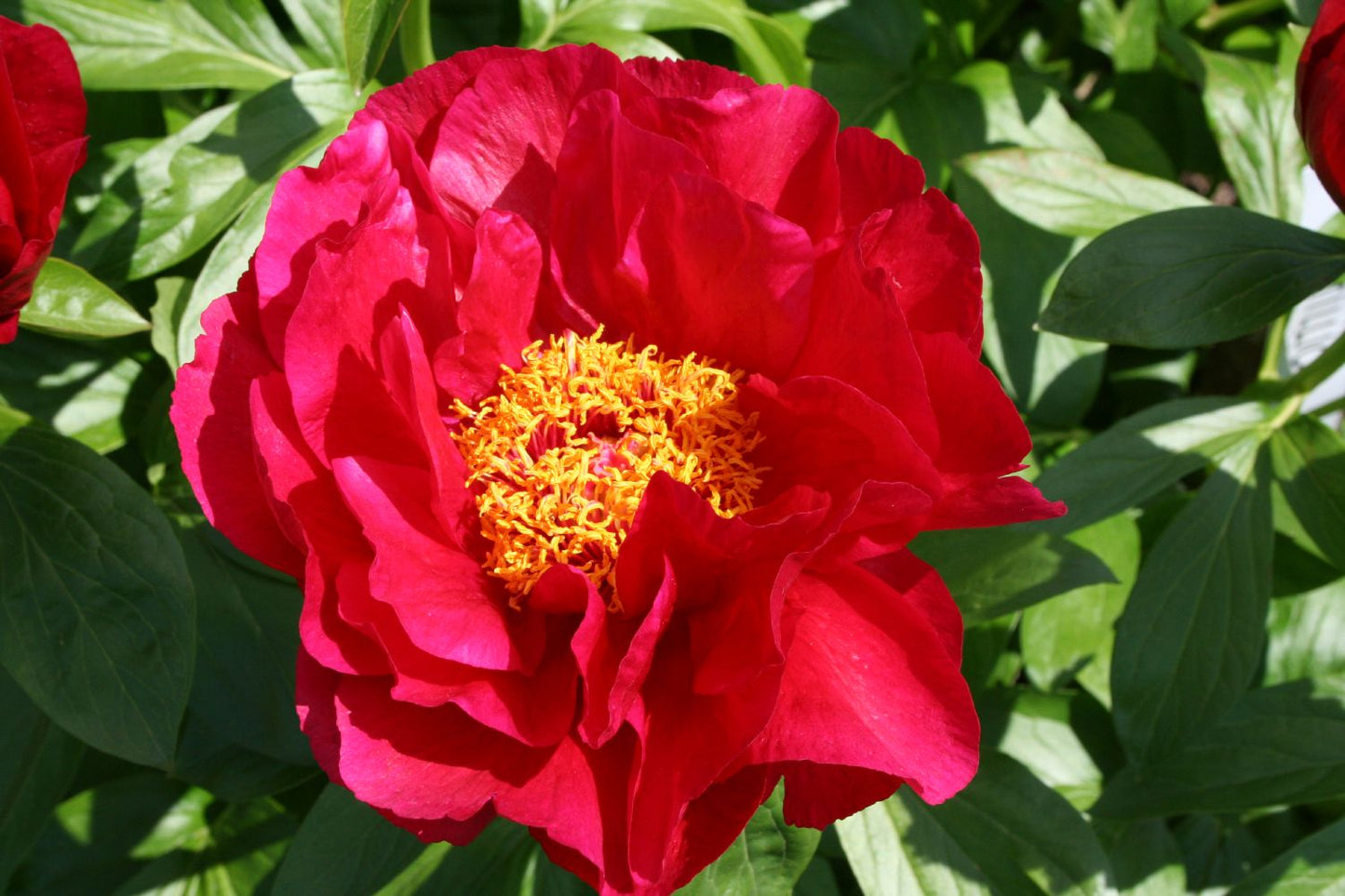 Paeonia lactiflora 'Postillion' Staudenpfingstrose