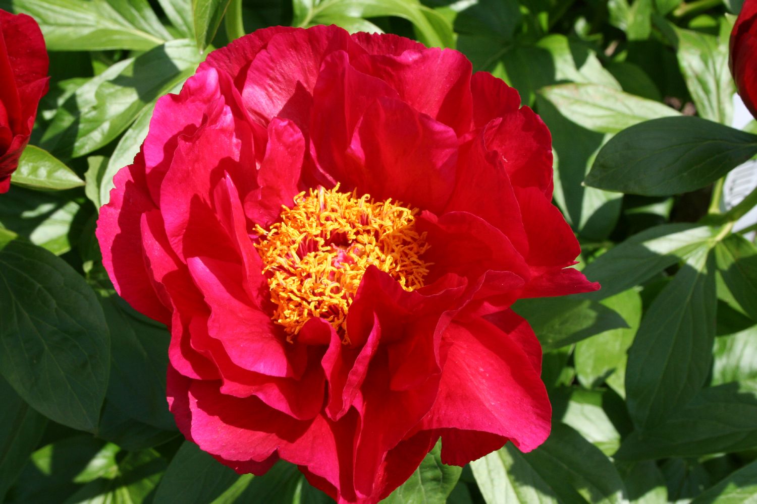 Paeonia lactiflora 'Postillion' Staudenpfingstrose