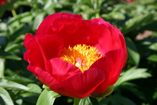 Paeonia lactiflora 'Scarlet O'Hara' Staudenpfingstrose