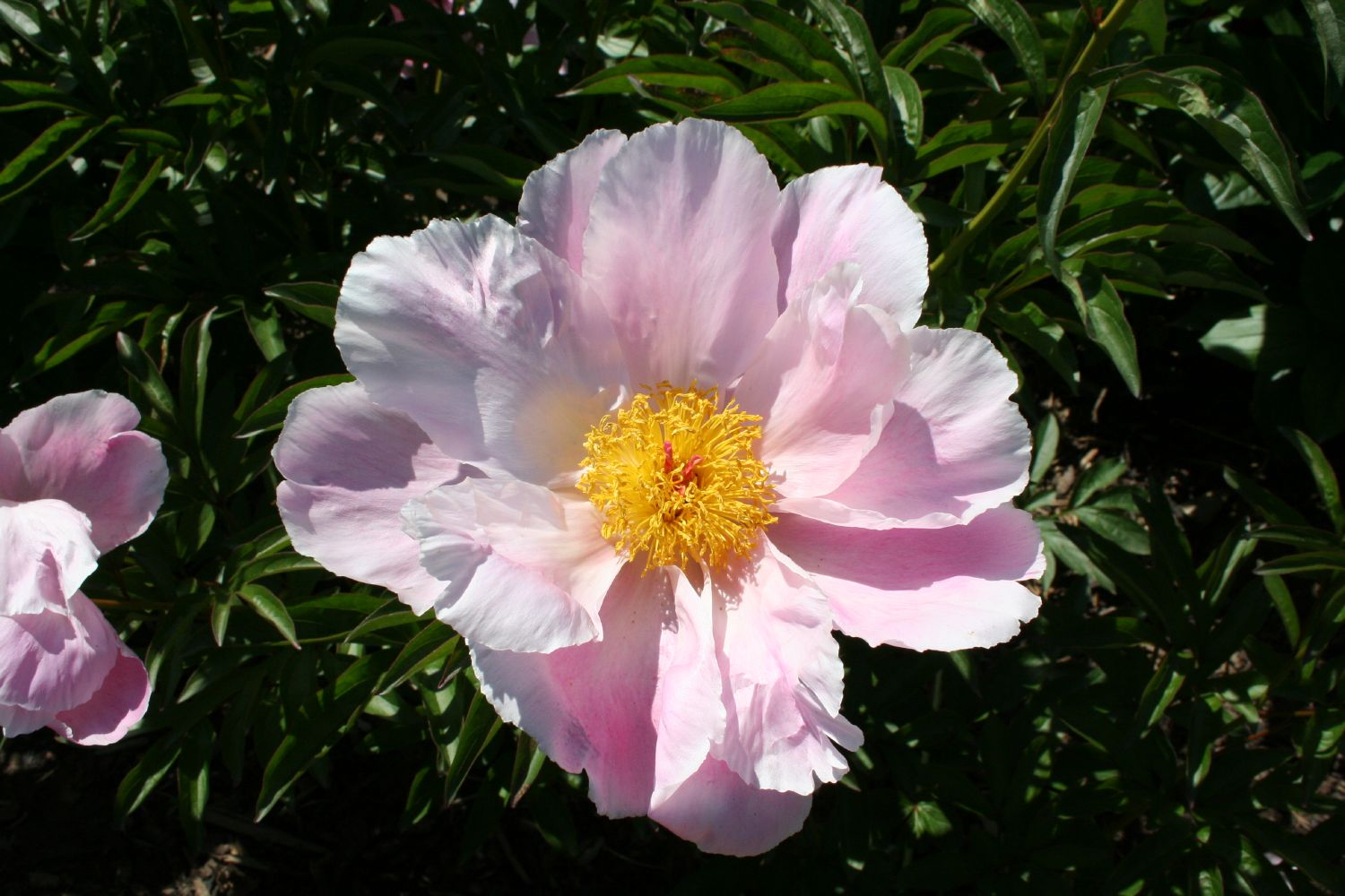 Paeonia lactiflora 'Sea Shell' Garten-Pfingstrose