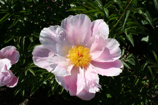 Paeonia lactiflora 'Sea Shell' Garten-Pfingstrose