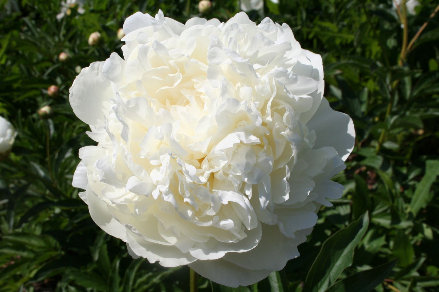 Paeonia lactiflora 'Sister Margret' Edelpfingstrose