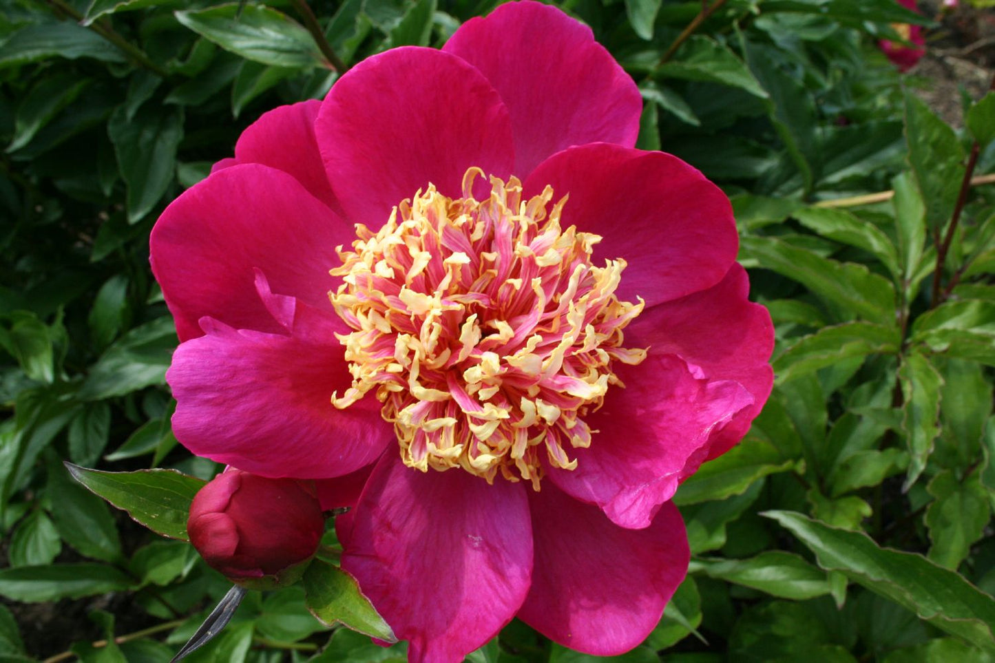 Paeonia lactiflora 'Some Ganoko' Staudenpfingstrose