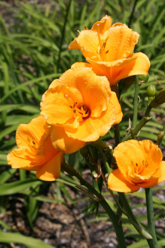 Hemerocallis 'Knick Knack' Miniaturblütige Taglilie