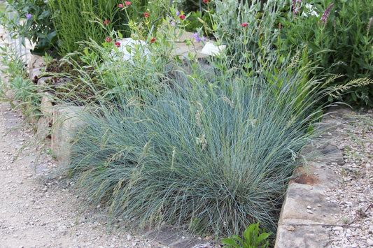 Festuca cinerea 'Azurit' Blau-Schwingel