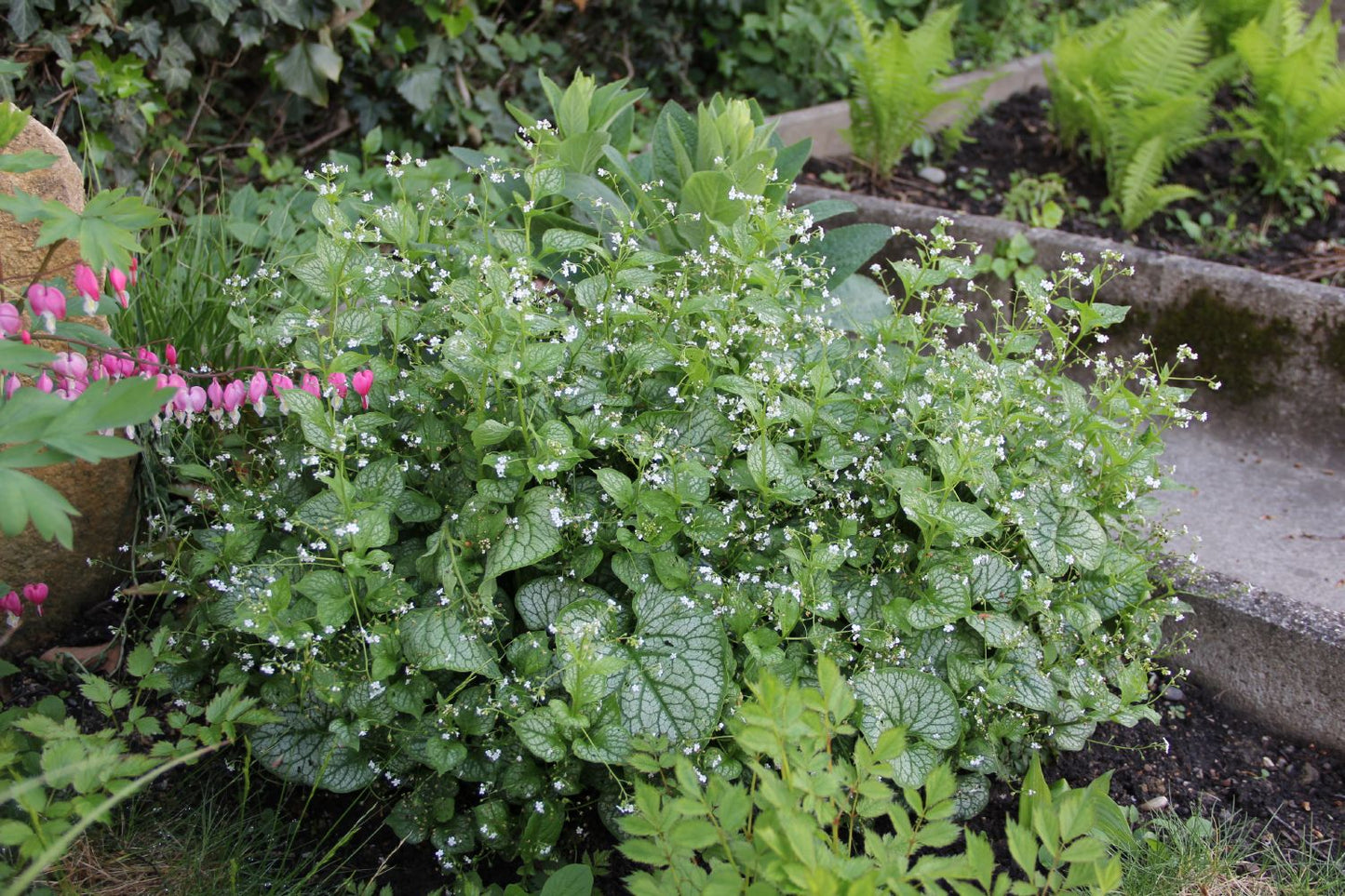 Brunnera macrophylla 'Mr. Morse' ® Kaukasusvergißmeinnicht