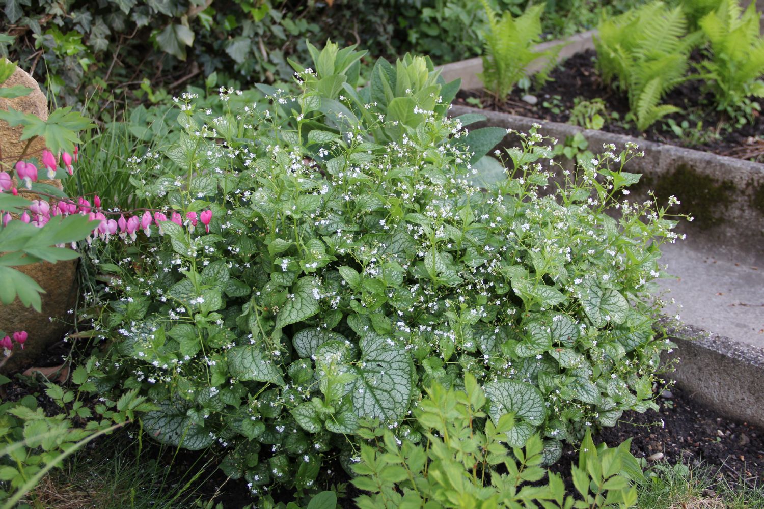 Brunnera macrophylla 'Mr. Morse' ® Kaukasusvergißmeinnicht