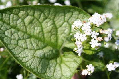 Brunnera macrophylla 'Mr. Morse' ® (Kaukasusvergißmeinnicht)