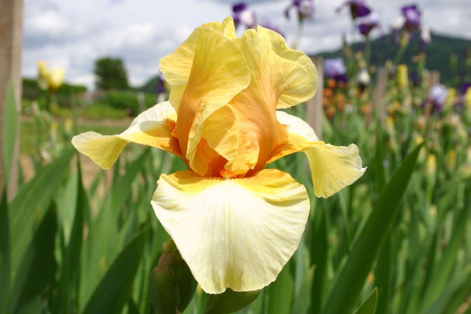 Iris Barbata-Elatior 'Blazing Light' Hohe Bartschwertlilie