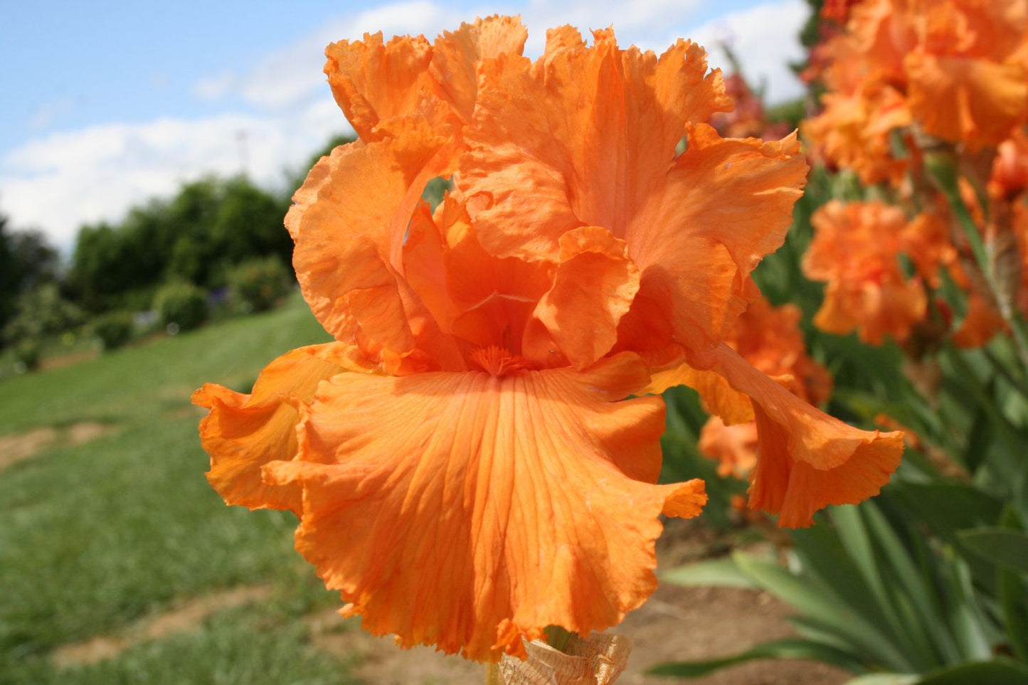 Iris Barbata-Elatior 'Coup de Soleil' Hohe Bartschwertlilie