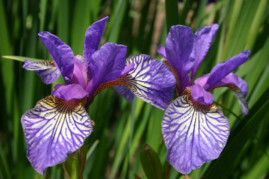 Iris sibirica 'Shaker's Prayer' Sibirische Schwertlilie