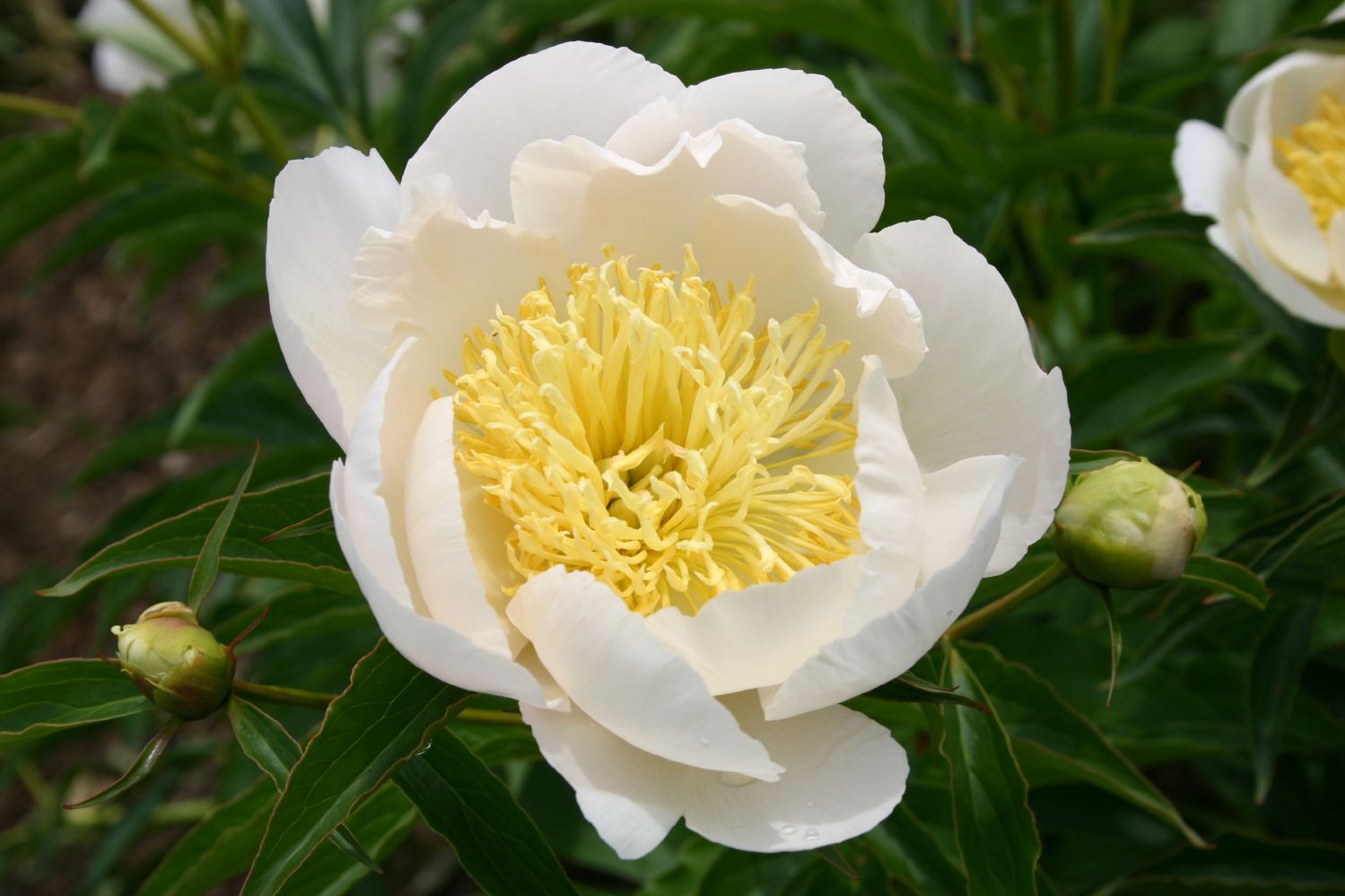 Paeonia lactiflora 'Lotus Queen' Staudenpfingstrose