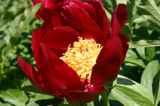 Paeonia lactiflora 'Mahogany' Staudenpfingstrose