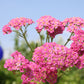 Achillea millefolium 'Pretty Belinda' Schafgarbe